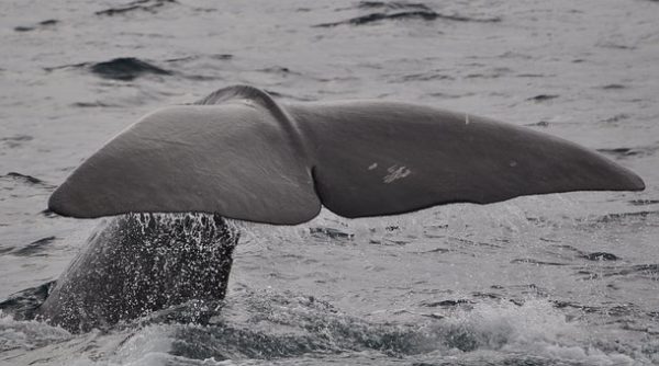 Un cachalot est retrouvé échoué en Espagne avec 29 kilos de plastiques dans l’estomac