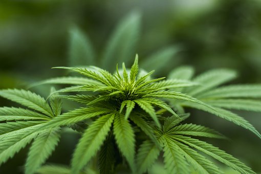 Le cannabis accroit le risque psychotique