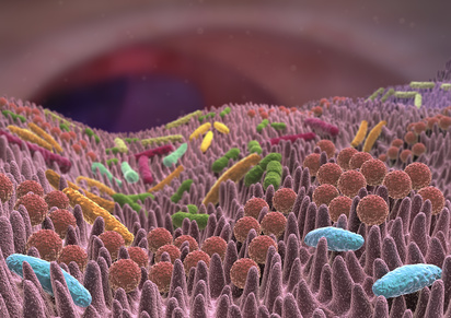 Le microbiote dans l’utérus et le placenta