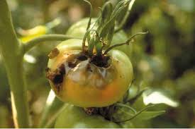 Un insecte hybridé super-résistant pourrait dévaster l’agriculture