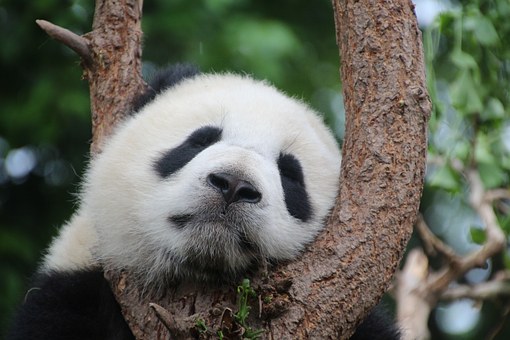Bonne nouvelle, le Panda Géant ou l’Iguane Bleu espèces en état critique de disparition vont mieux