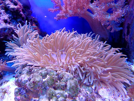 La grande barrière de corail, elle a déjà survécu à 6 extinctions
