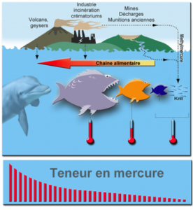 chaine alimentaire