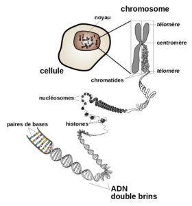 RTEmagicC_ChromosomeNIH
