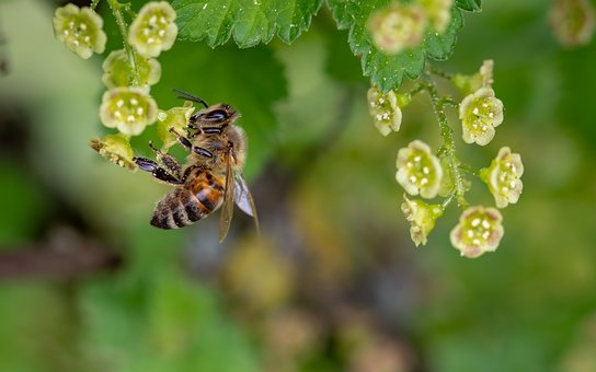 Abeilles, le cri d’alarme après un hiver difficile