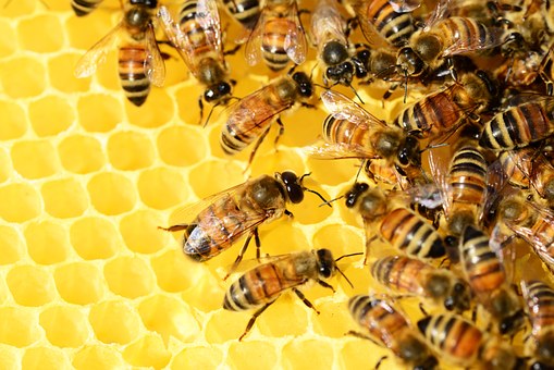Recensement de la mortalité des abeilles par le ministère de l’Agriculture