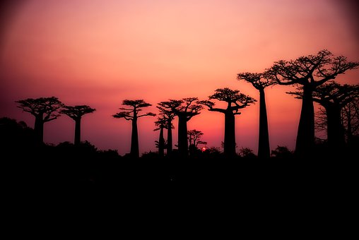 Après les animaux, ce sont les plus vieux arbres du monde qui meurent