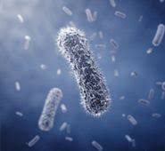 Une antibiothérapie précoce chez le nouveau-né vient perturber la mise en place de la flore intestinale