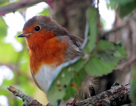 Biodiversité : inquiétude en France face à la raréfaction des espèces