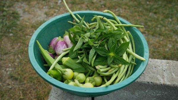 L’agriculture biologique rentable et plus résistante aux bio agresseurs