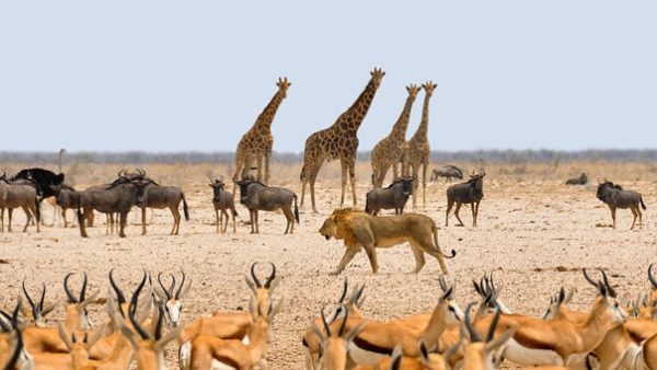 Rapport du WWF sur la biodiversité : disparition massive des espèces