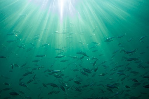 Des perturbateurs endocriniens présents dans les poissons