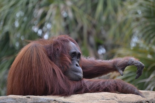 Pathétique, à Bornéo un orang-outan se bat contre un bulldozer pour sauver sa forêt