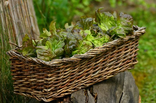 Quel effet l’alimentation bio a sur notre santé ?