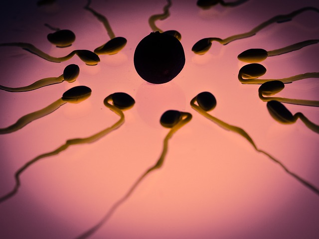 sperm-956482_640
