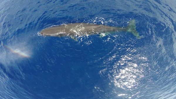 Un cachalot s’échoue en Indonésie après avoir ingurgité 6 kilos de plastique