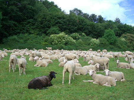 Le mouton noir de la famille