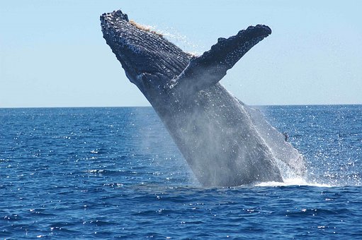 Le Japon reprend la chasse commerciale des baleines