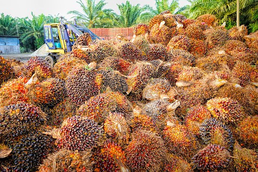 Huile de palme : la catastrophe mondiale