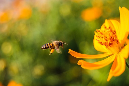 Allemagne : une pétition pour la sauvegarde des abeilles qui engendre un référendum