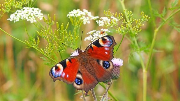 Il faut restructurer l’agriculture ou les insectes vont disparaitre