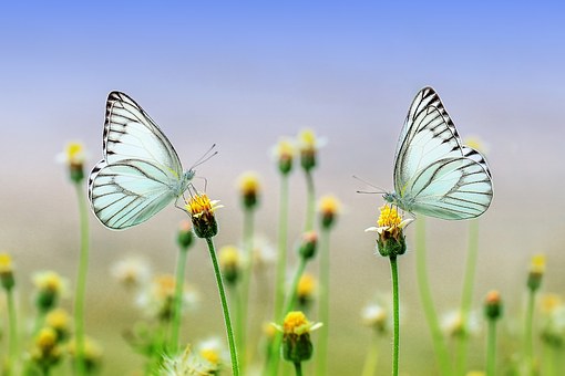 Disparition des insectes, 80% en 20 ans