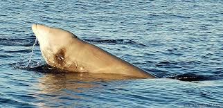 Une baleine avec 40 kg de plastique dans l'estomac