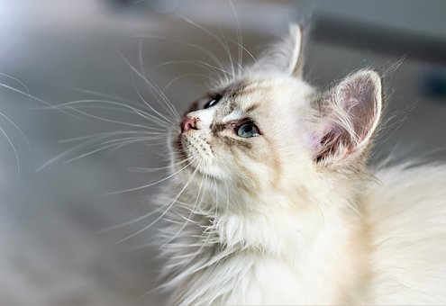 Les chats peuvent aussi donner la schizophrénie