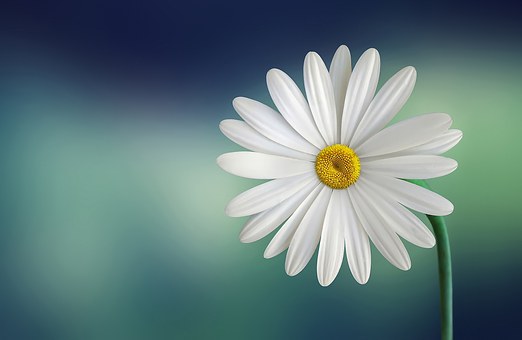 L’ensemble des plantes qui seraient intelligentes