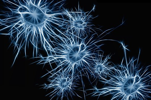 Le cerveau fabrique des neurones jusqu'à plus de 90 ans