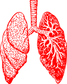 La flore pulmonaire