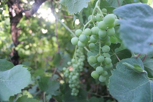 L’agriculture biologique en pleine expansion