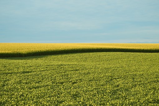 OGM et stérilité