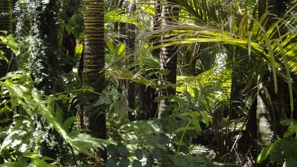 Pour Yann Arthus-Bertrand : Le combat contre le changement climatique est perdu