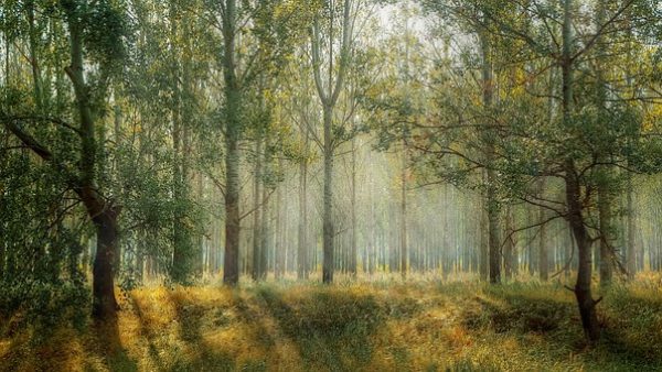 Forêt Amazonienne : Macron se moque de nous