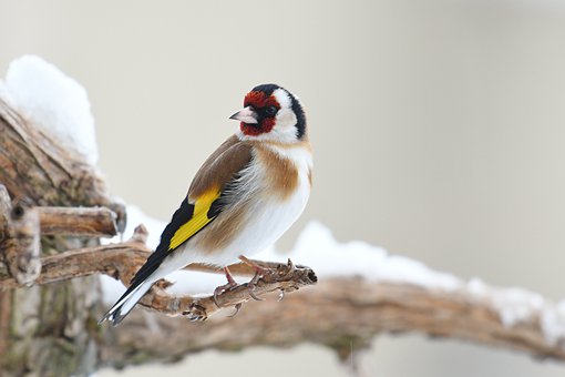 Pourquoi les oiseaux disparaissent ?