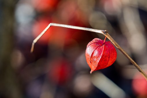 Le coeur humain est fait pour l’endurance