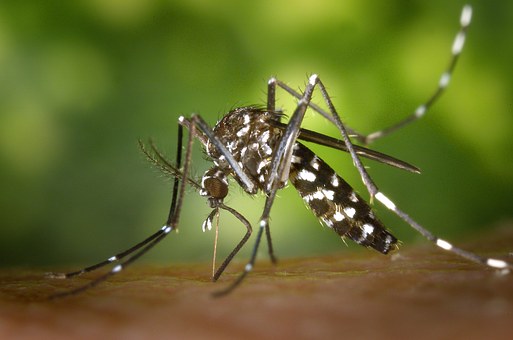 Moustique transgénique au Brésil