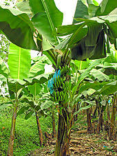 La Martinique empoisonnée par le chlordécone