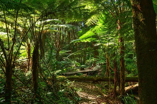 Les forêts tropicales : réserve de carbone six fois plus importantes qu'imaginé
