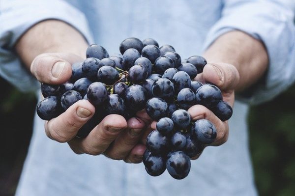 Dans nos assiettes : des fongicides perturbant la production d'énergie dans les cellules humaines