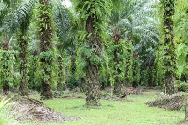 L’huile de palme retirée des biocarburants