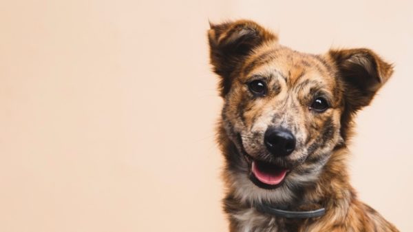 Un chien contre la schizophrénie