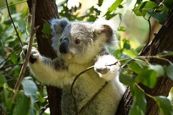 Feux en Australie : 500 millions d’animaux morts