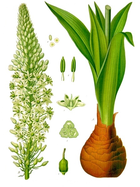 Homéopathie : Scilla maritima