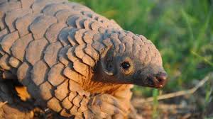 Le pangolin n’y est pour rien
