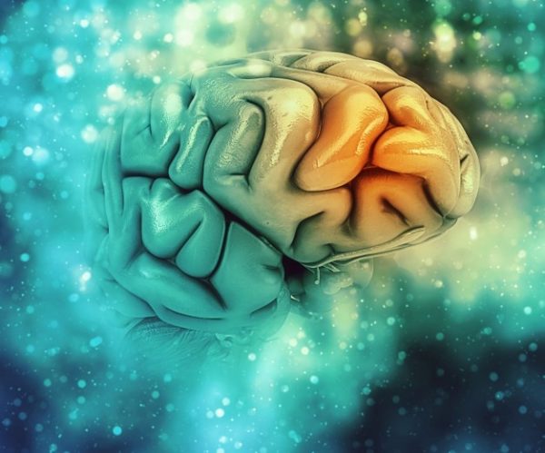 Le lien Herpès maladie d’Alzheimer