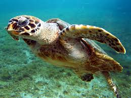97 bébés tortues d’une espèce en voie d’extinction naissent sur des plages désertées au Brésil