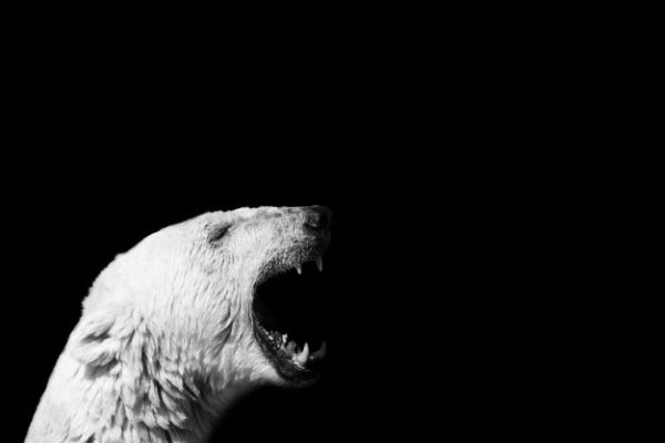 L'extinction des ours polaires est inexorable