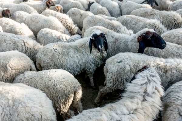 Une Histoire de Q. Une accroche légère pour un sujet gravissime et dramatique…